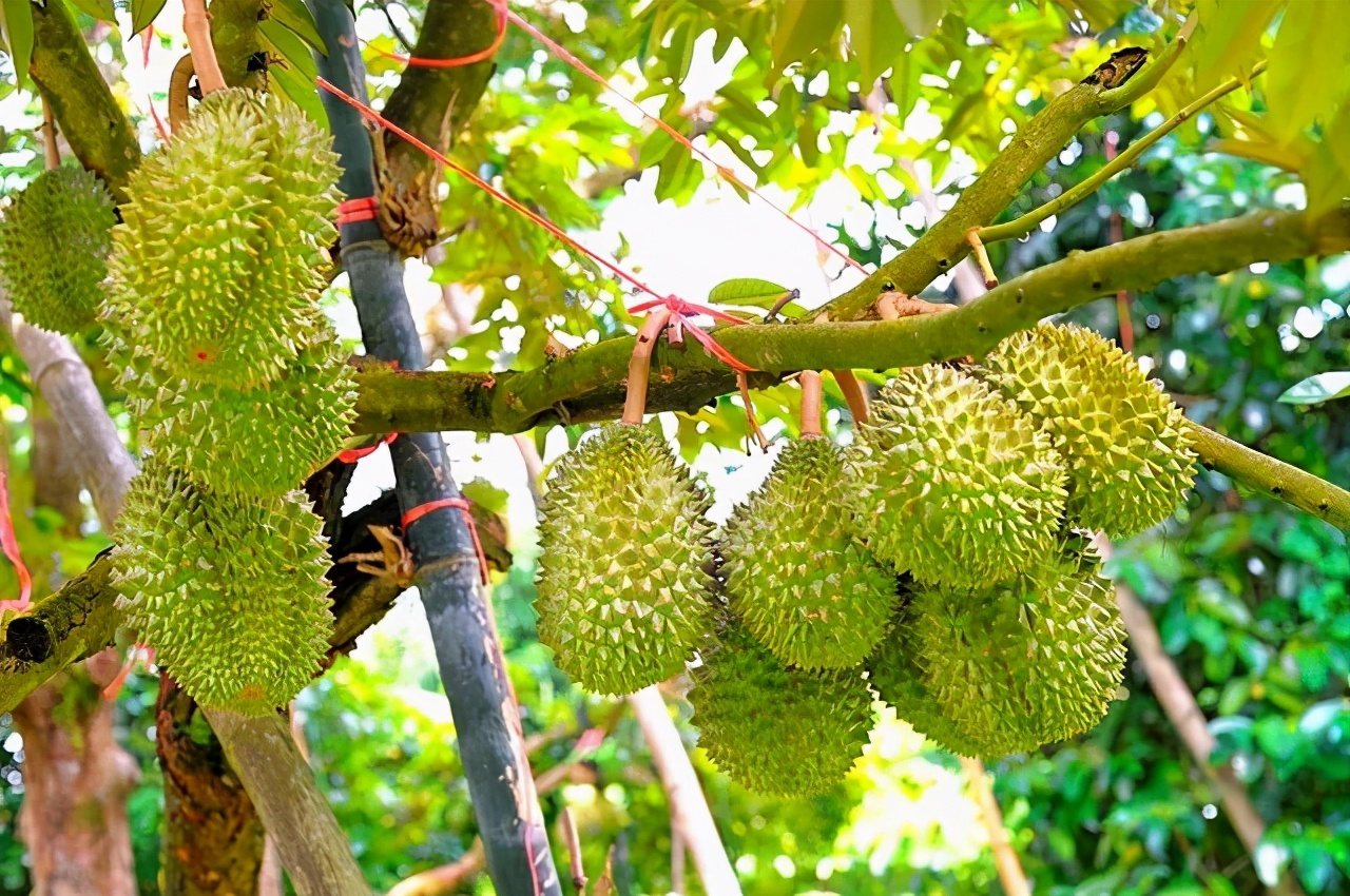 榴莲的外形 -生活知识库-动动脑