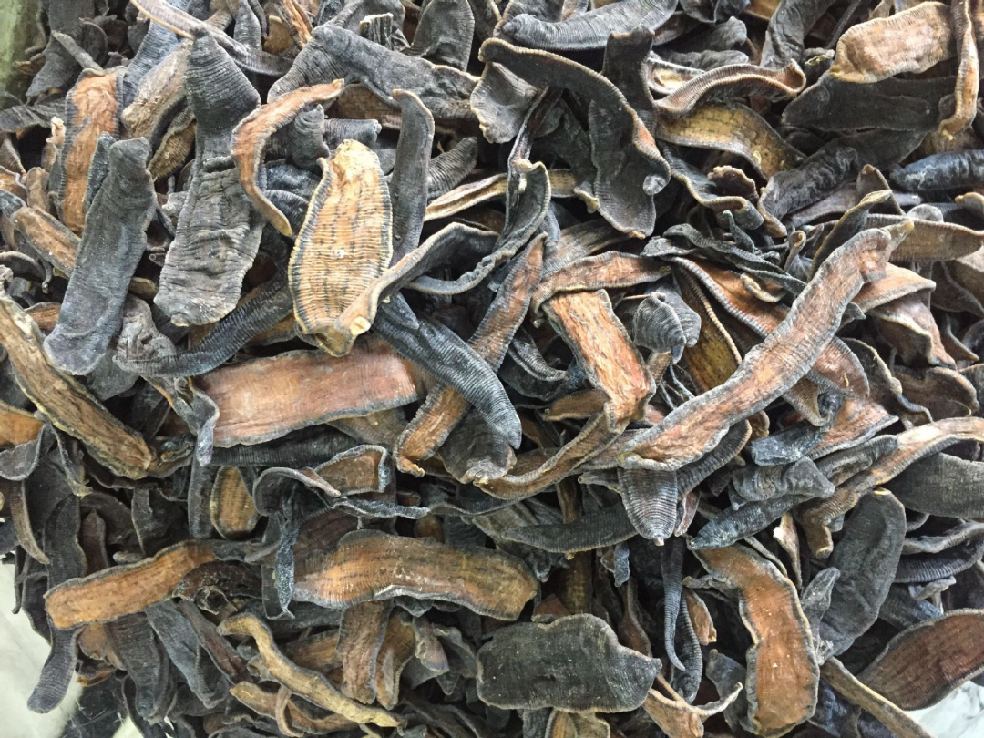 蚂蝗进入胃内图片(若不小心把水蛭吃进肚子) - 赤虎壹号