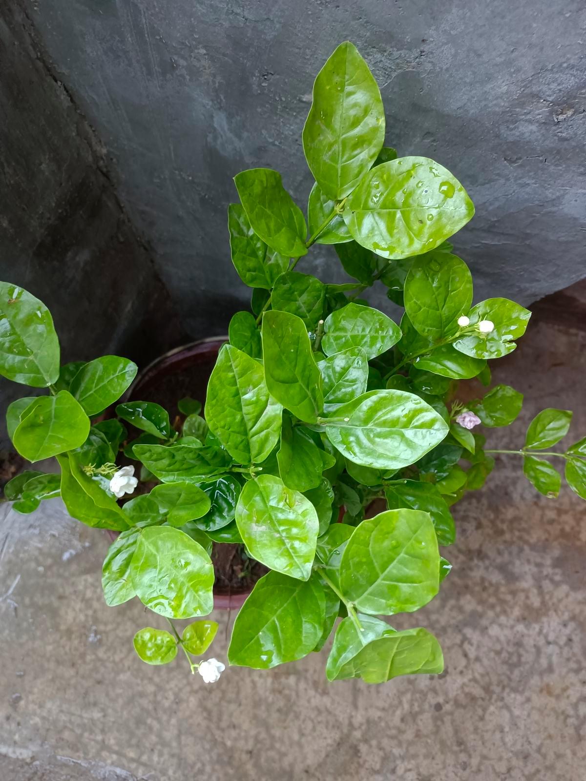 6种植物自带香气,家里种上一盆,简直就是“活香水”