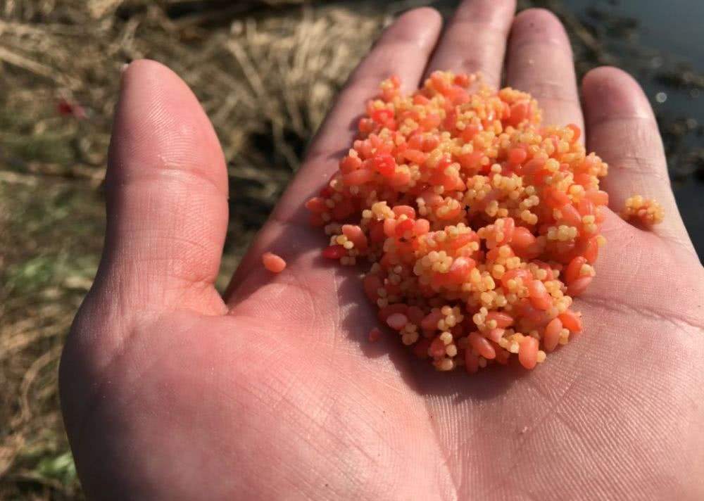 用什么打窝大鲫鱼最多（符合鲫鱼窝料的饵料推荐）