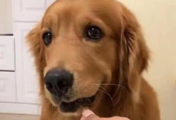 金毛犬拉稀怎么办？