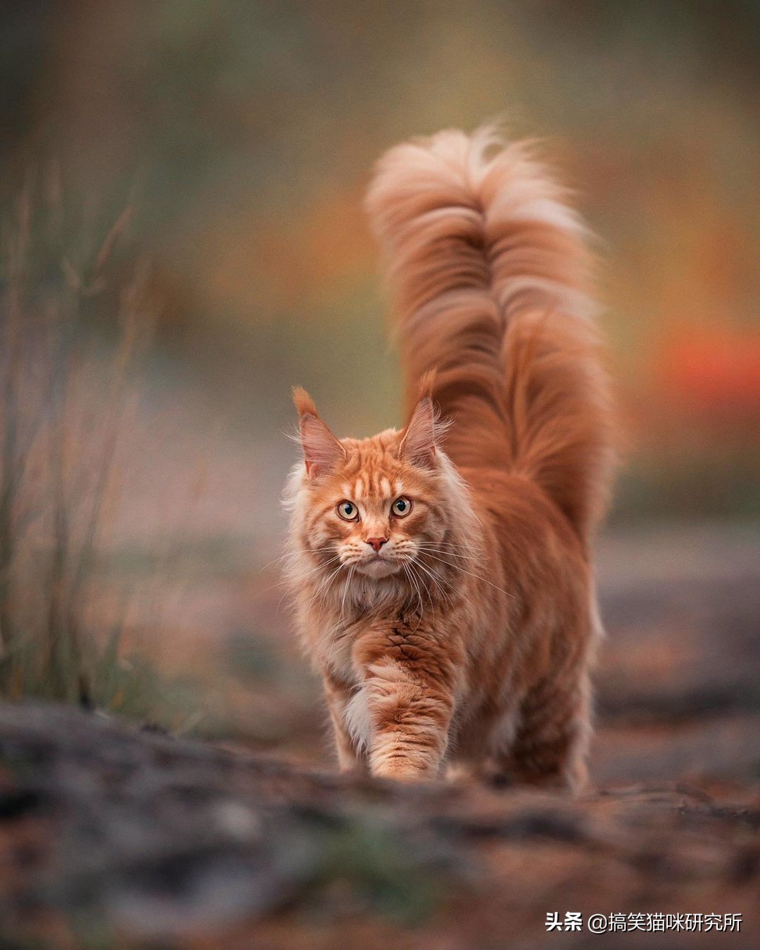 如果有一只猫咪又大又温柔，又飒又威猛，别怀疑，它就是缅因猫！