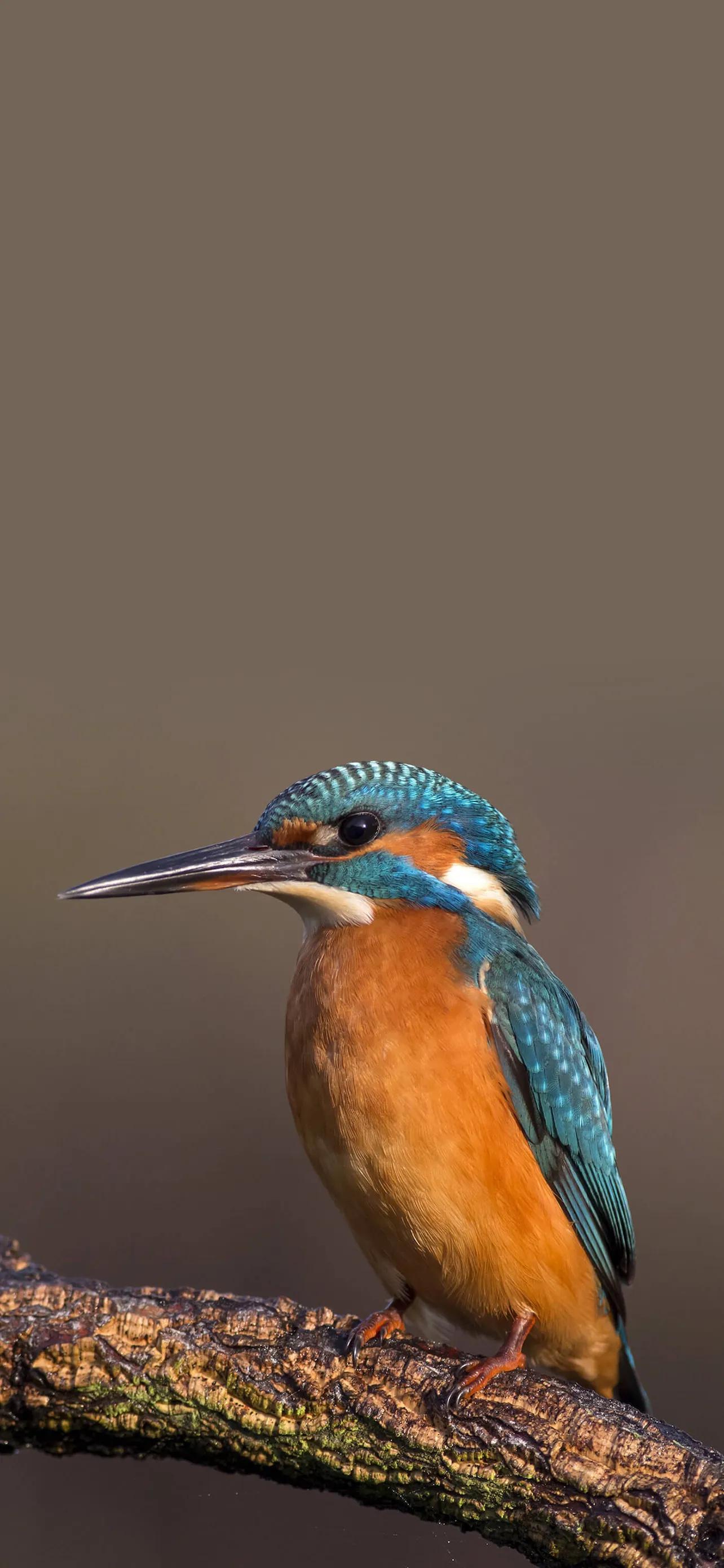 小鸟壁纸大自然的使者鸟儿