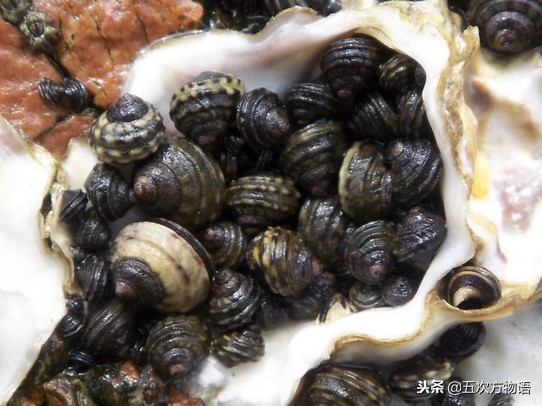 青岛常见海螺图鉴