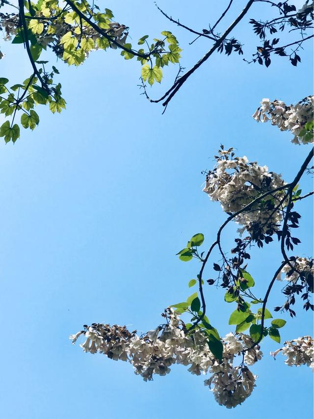 （原创）又见梧桐花