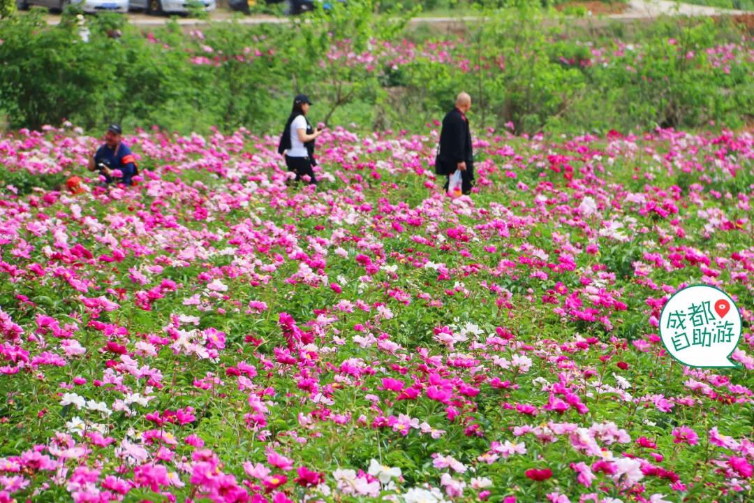 30000亩芍药花开!成都出发1.5h,免费赏花、徒步、游山…绝了