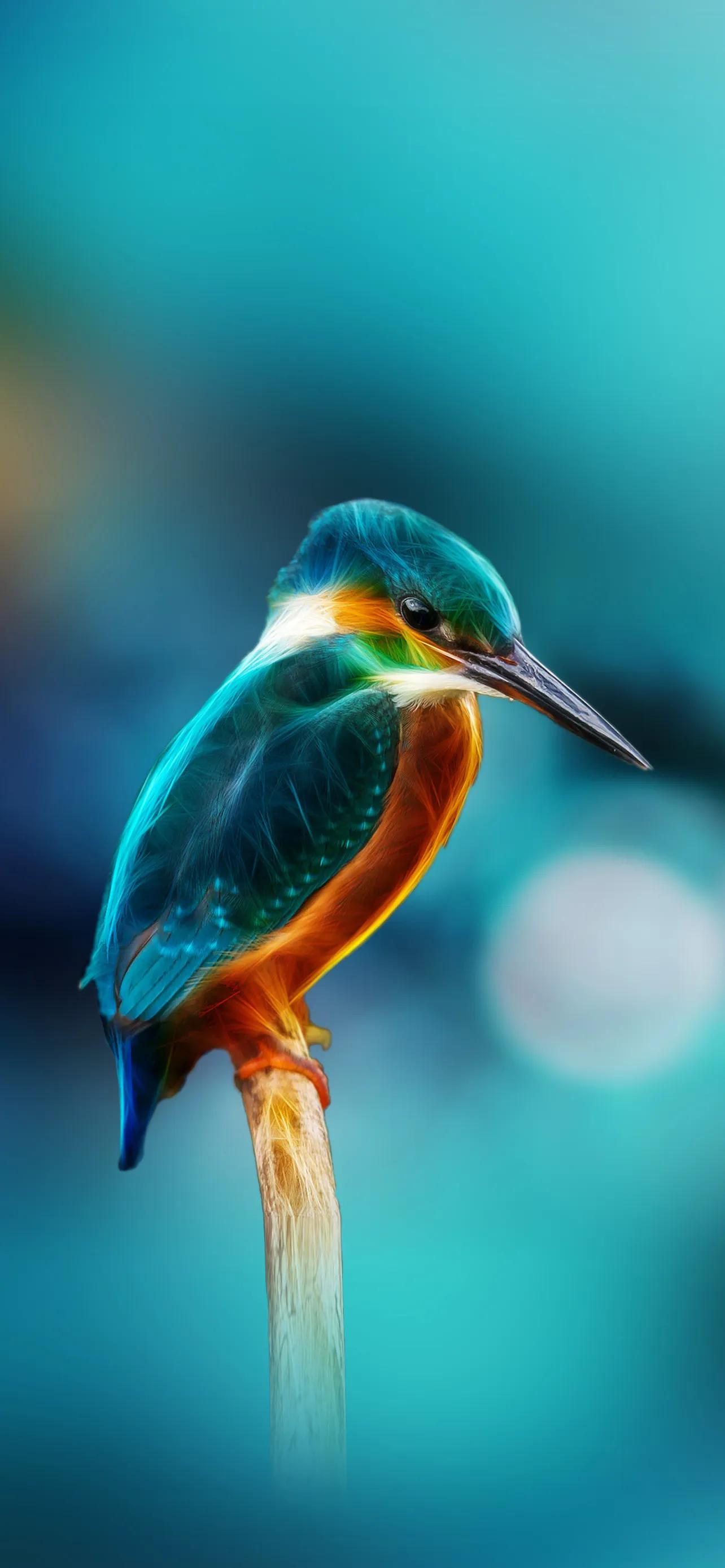 高清手机壁纸:大自然的使者-鸟儿