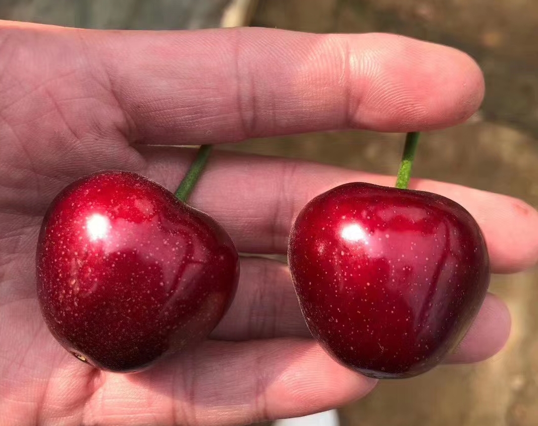 车厘子进入我国已经150年了，150年来，它都经历了什么？