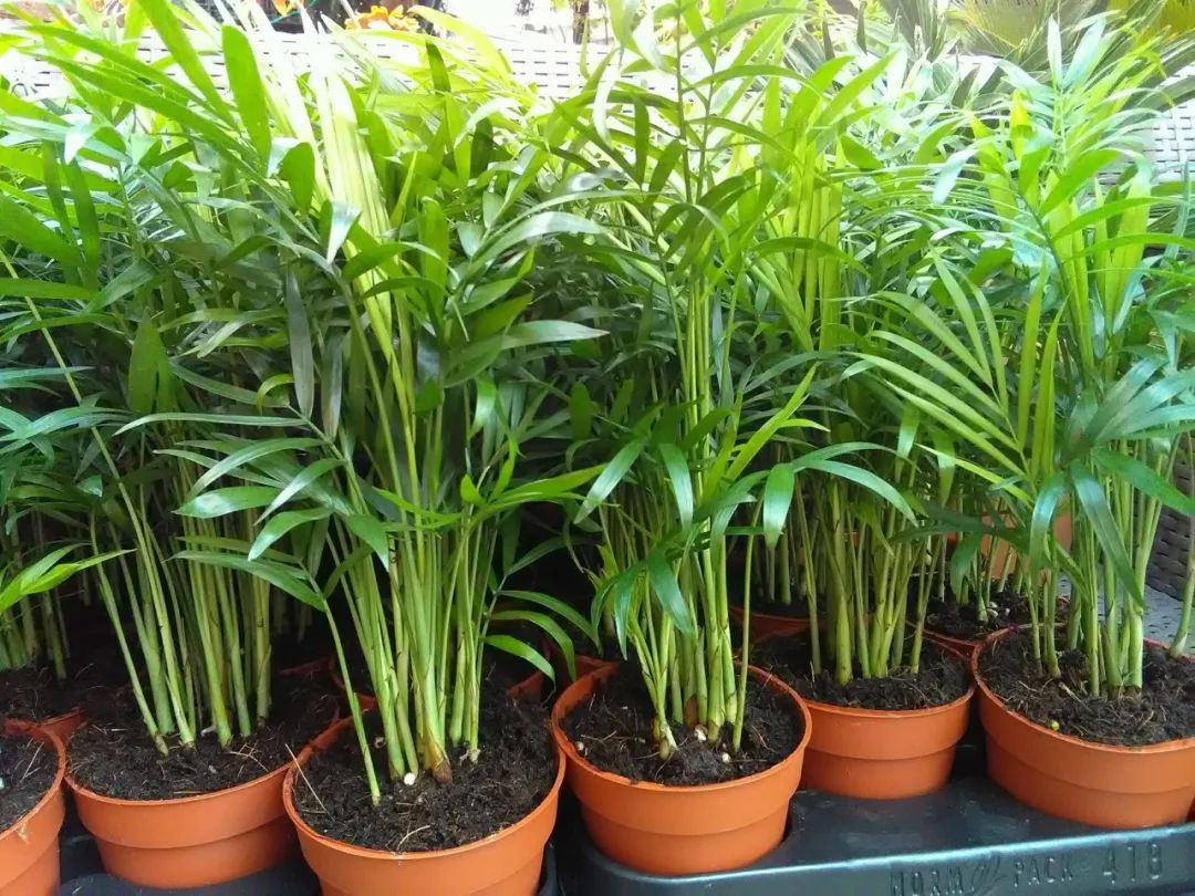 棕树图片大全（五种极具热带风格的植物盘点）