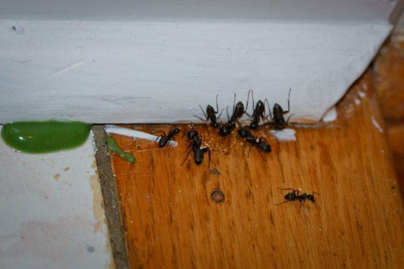 家中有蚂蚁不要忙着喷药，用这个方法，去蚂蚁安全有效