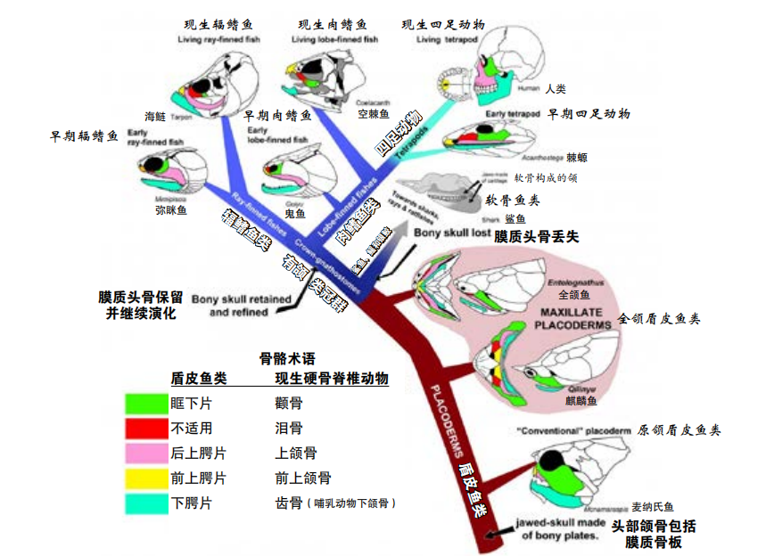 生物进化的四个历程（宝藏干货生物演化的4个过程）