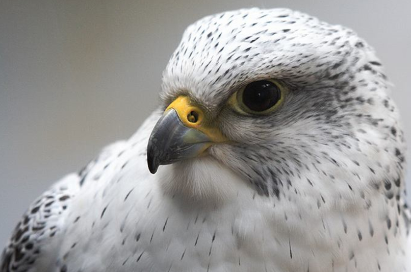 将他们封为图腾,比如在满族地区,他们的图腾就是大名鼎鼎的海东青,在