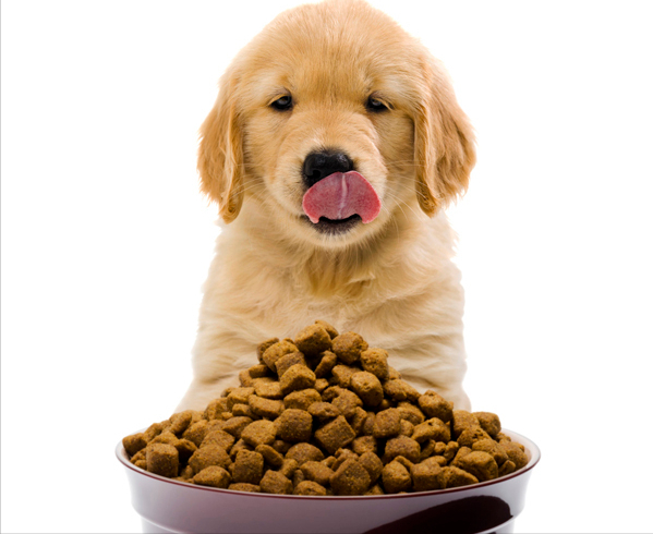 狗界中的贪吃排行,快看看你家狗是否榜上有名