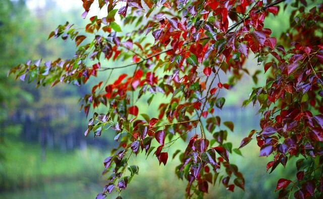 季节之秋，落叶如花，秋水无尘，精美至极，满心欢喜