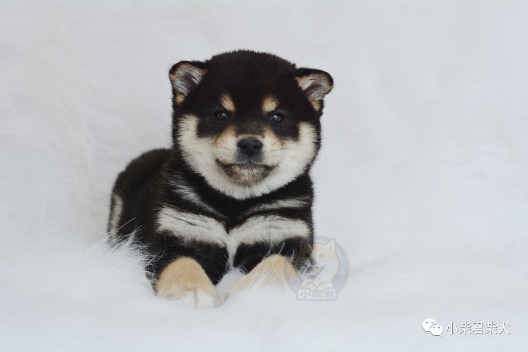 柴犬多少钱一只？2020价格大盘点