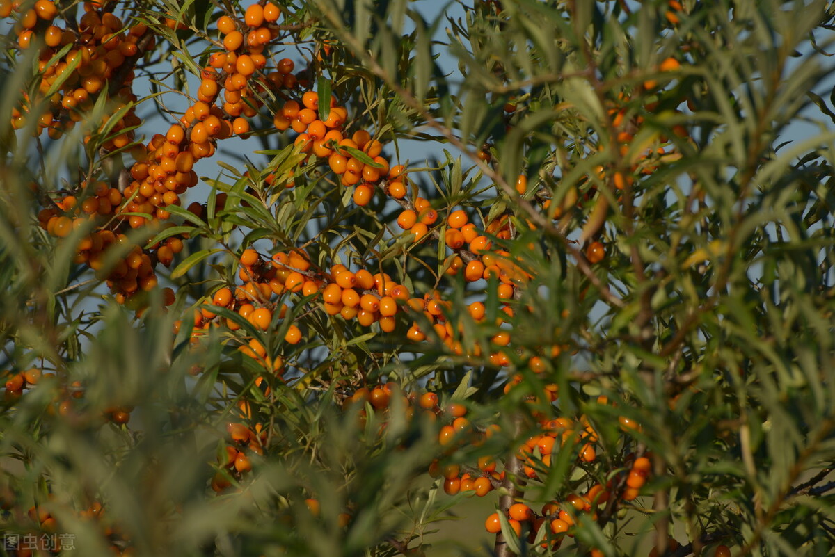 grapefruit中文翻译_greedy英语解释_