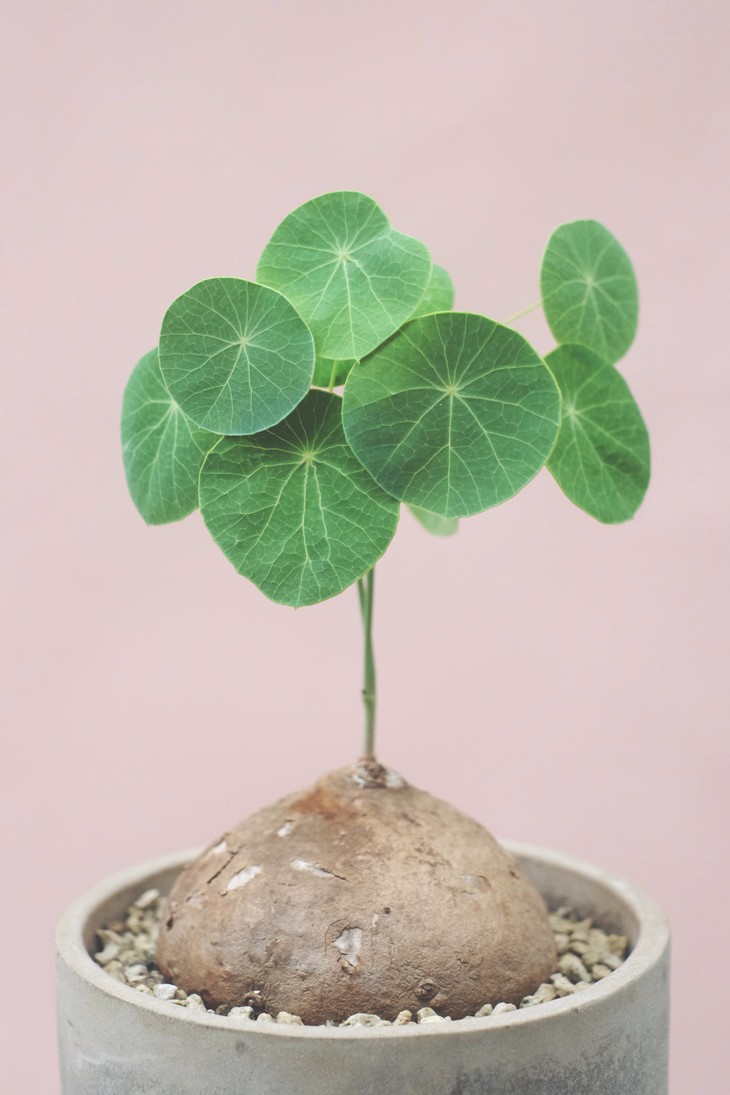 花卉绿植盆栽有什么推荐（100种室内盆栽花草图鉴）