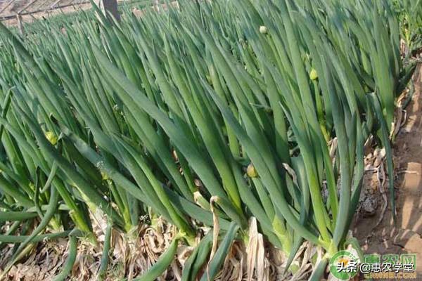 大蔥價格多少錢一斤？讓蔥白更長的種植技巧