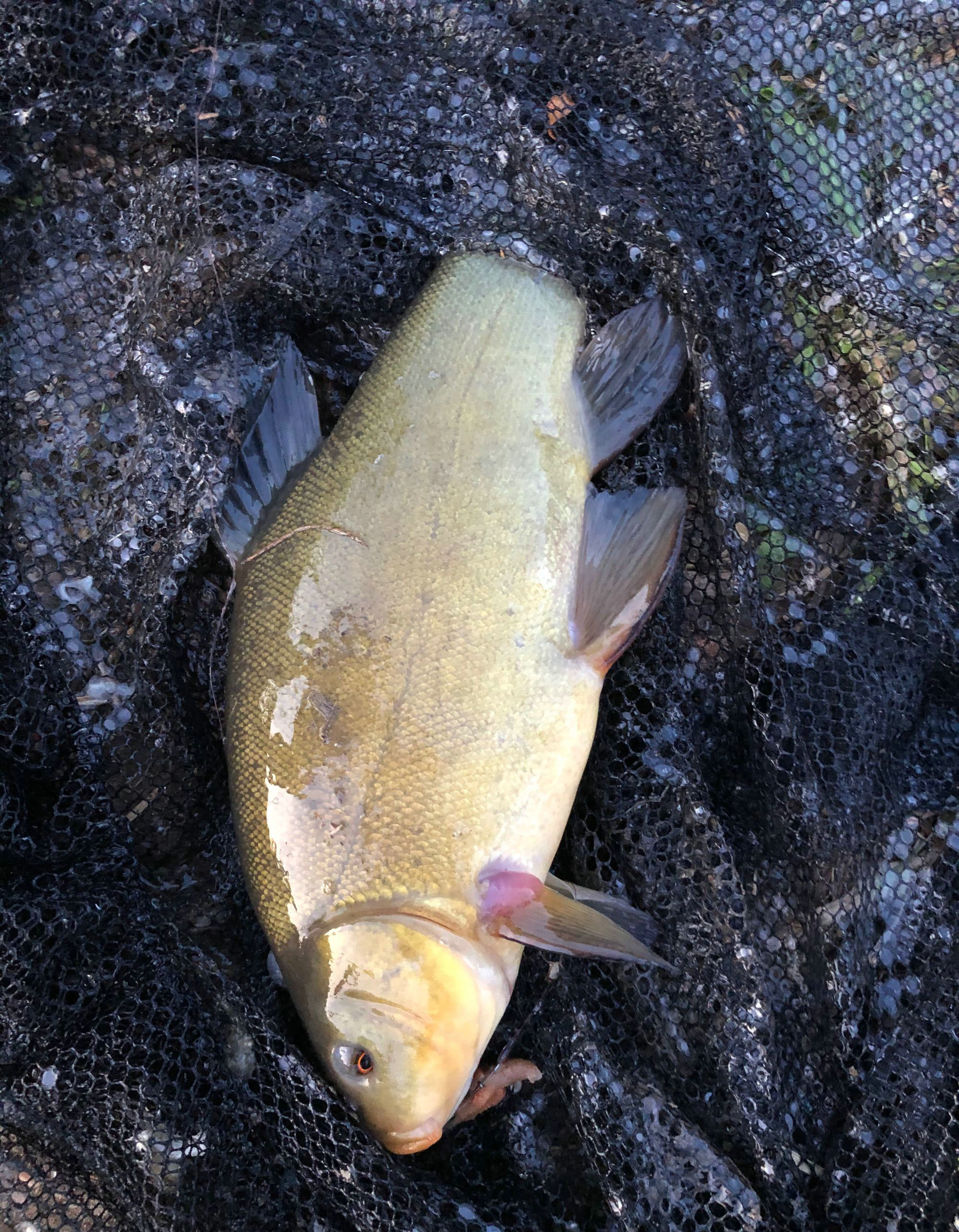 云南钓鱼人澜沧江钓起了多条"黄金鲤",这是外来物种吗?