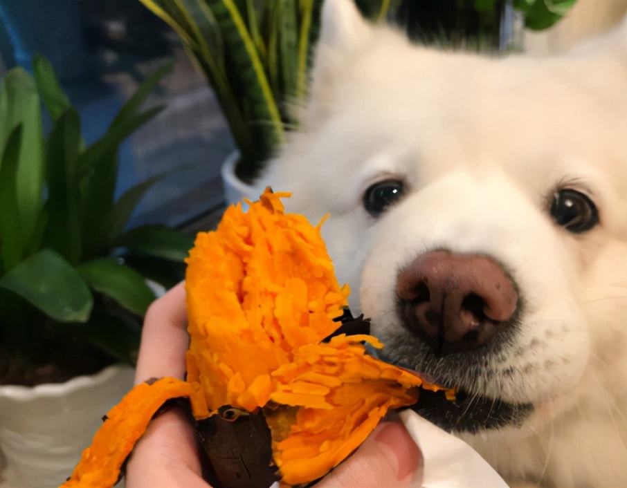 狗狗可以吃红薯吗（对狗狗身体有益的7种食材）