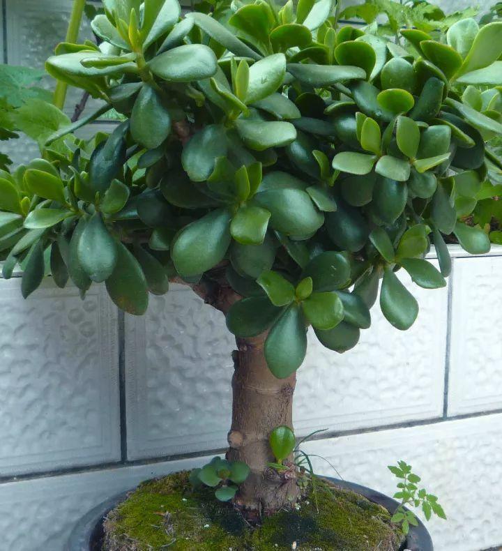 它的叶片肥厚多汁,四季翠绿,温润如玉,所以得名玉树,是一种寓意很吉祥