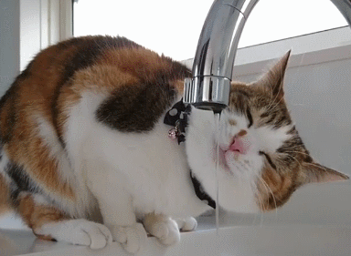 猫咪鼻子干点好，还是湿点好？告诉你答案