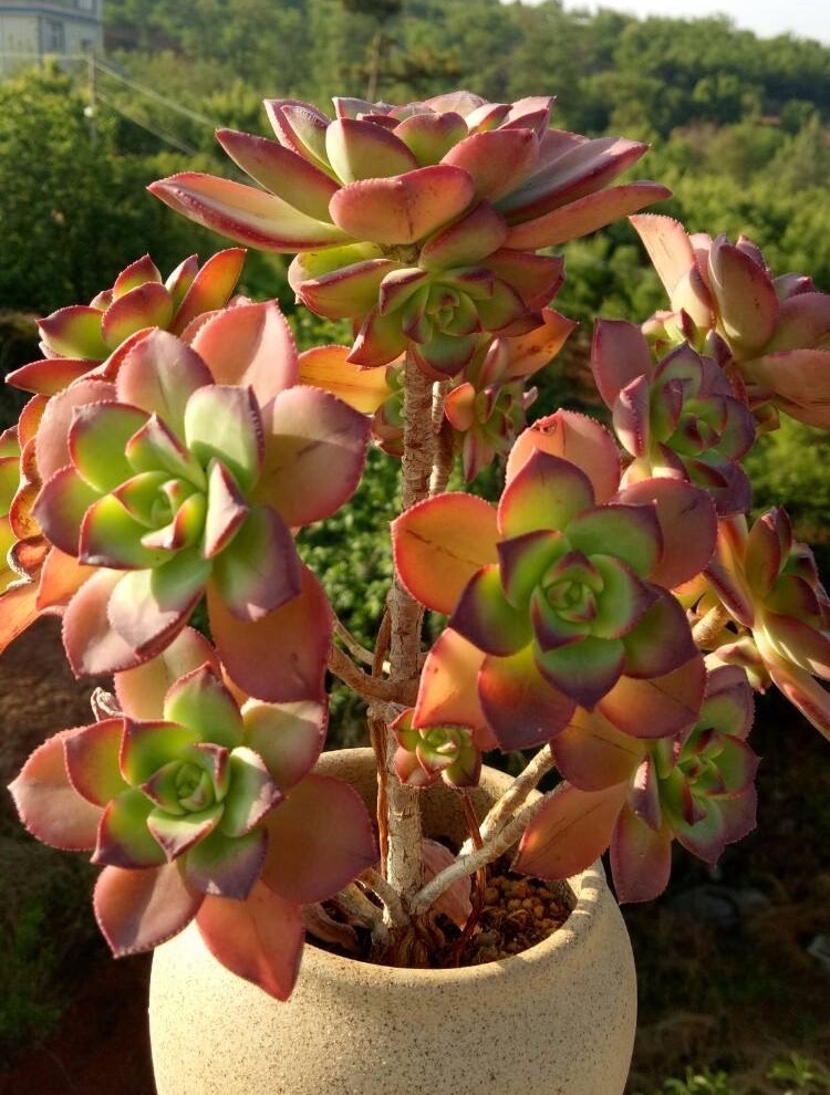 马库艳日辉多肉怎么养详细介绍专业回答