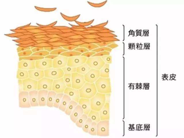 皮肤干的掉渣？缺水还缺营养，一分钟告诉你身体乳的正确使用方法