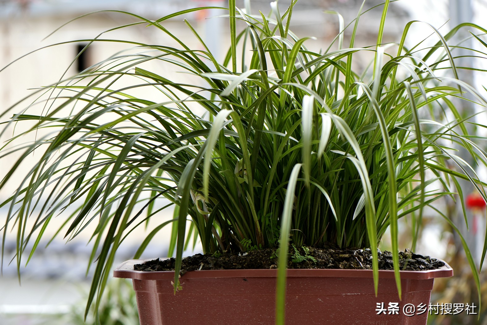 兰花怎么养才能旺盛？兰友：利用土肥水光风，养兰就容易了