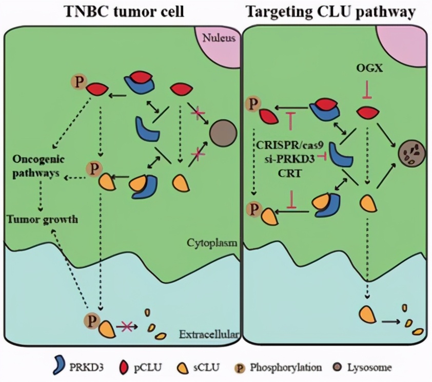 近3个月，南师大12项科研成果引起国际关注，涉及肿瘤、乳腺癌等研究治疗！