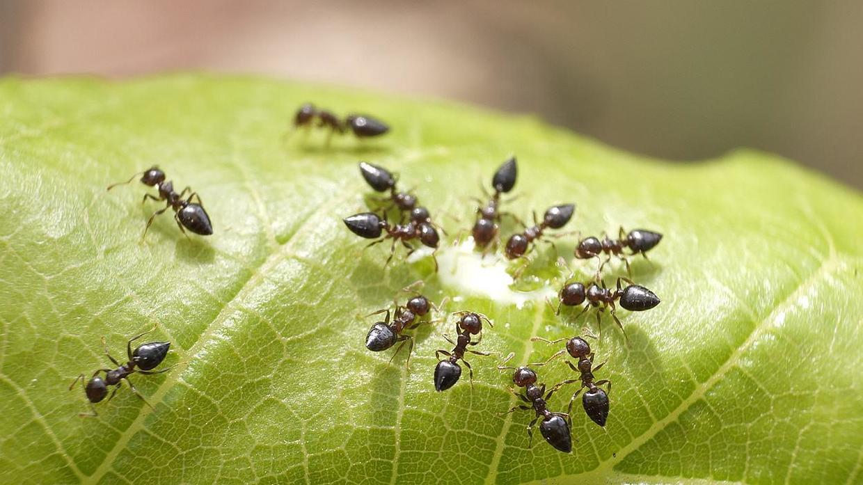 家中有蚂蚁不要忙着喷药，用这个方法，去蚂蚁安全有效