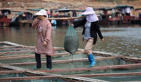 河虾图片,河虾图片大全