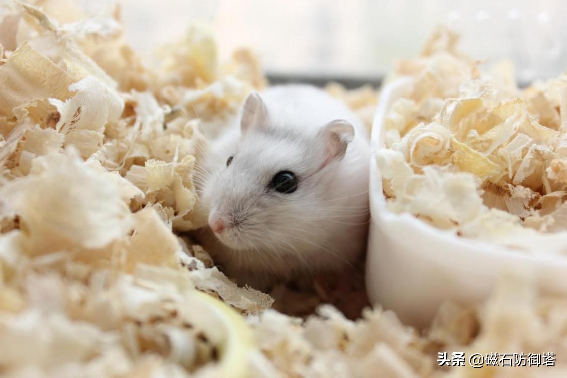 萌萌小仓鼠:如何饲养"网红表情包"