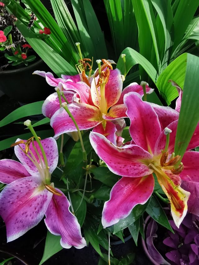 清香四溢的绿植养护秘籍：打造家中芬芳小天地