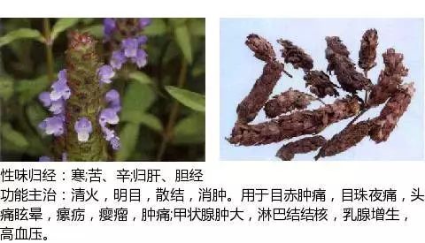 300个中草药图谱（附主治功效），知道一半就太牛了（上）