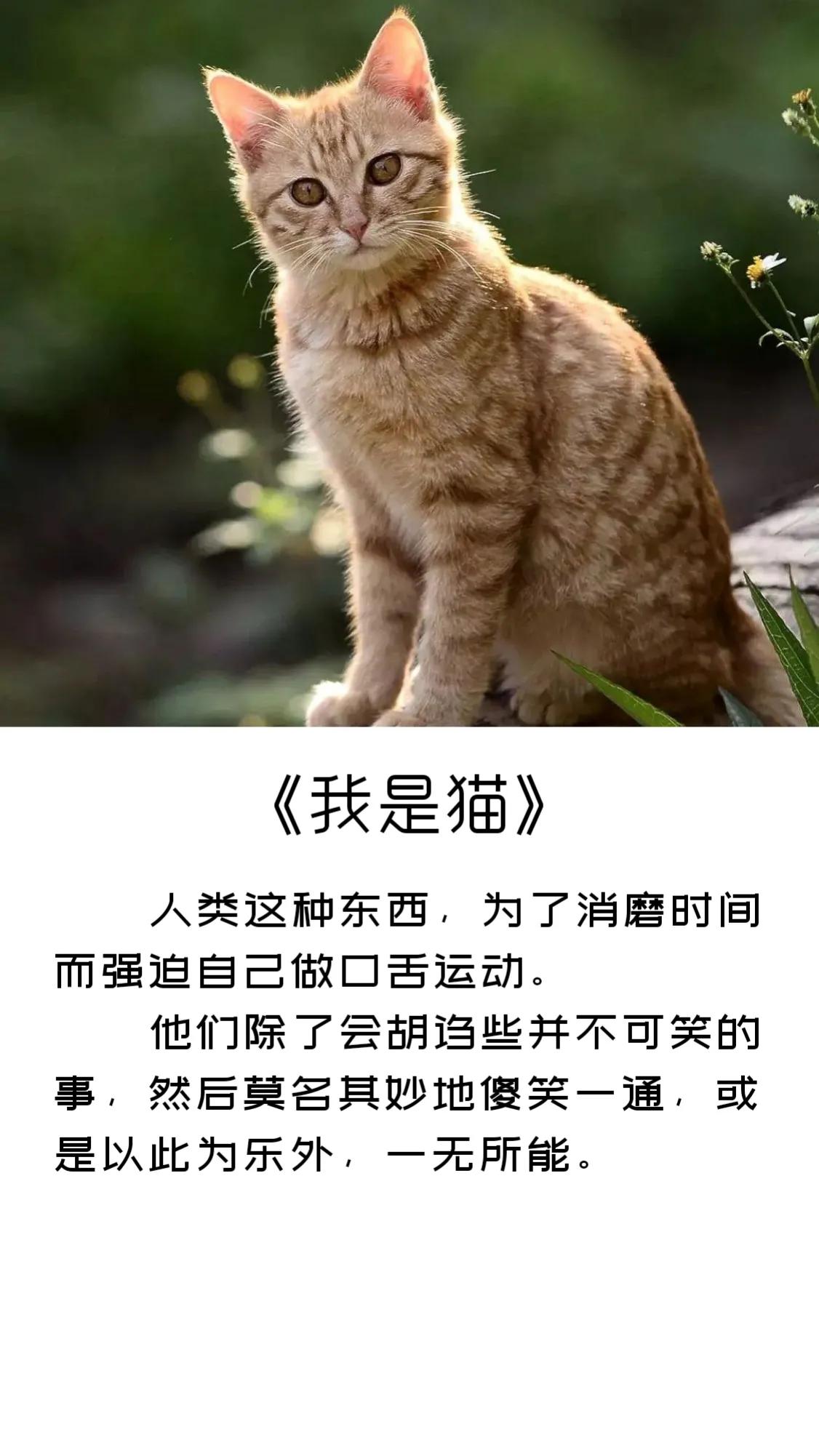 《我是猫》精彩句子摘录