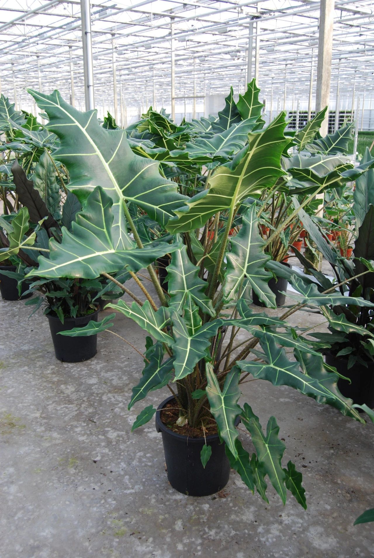 5种自然美观的大型盆栽绿植，适合养在大客厅里