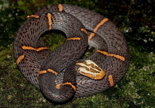 红脖鸟多少钱有毒蛇百科