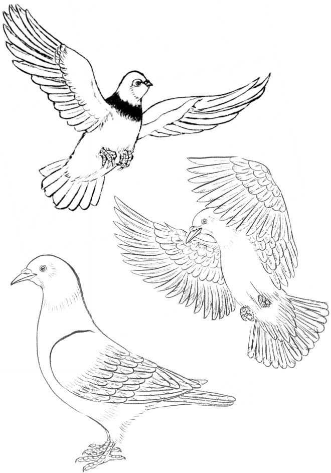 鸽子简笔画教程(中国画零基础入门教程:分步骤讲解鸽子的画法,简单易