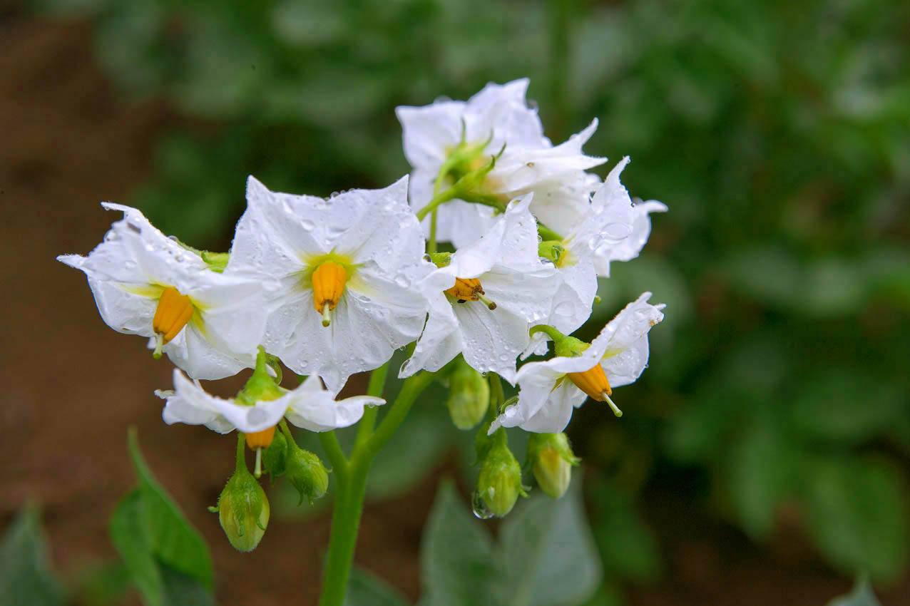 洋芋花图片大全图片