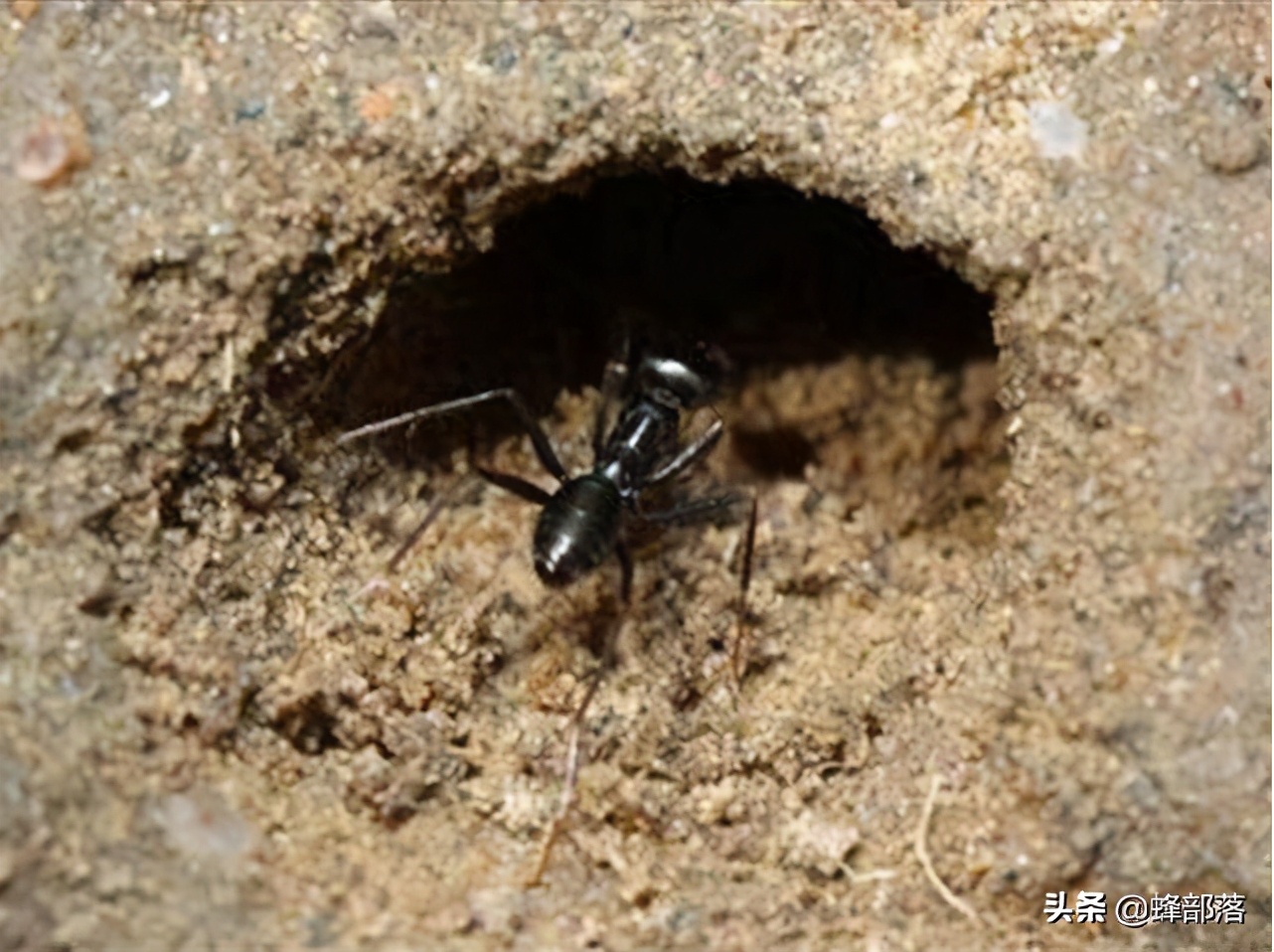 蚂蚁不酿蜜，长一个像蜜蜂一样的“蜜胃”有啥用？作用也不小