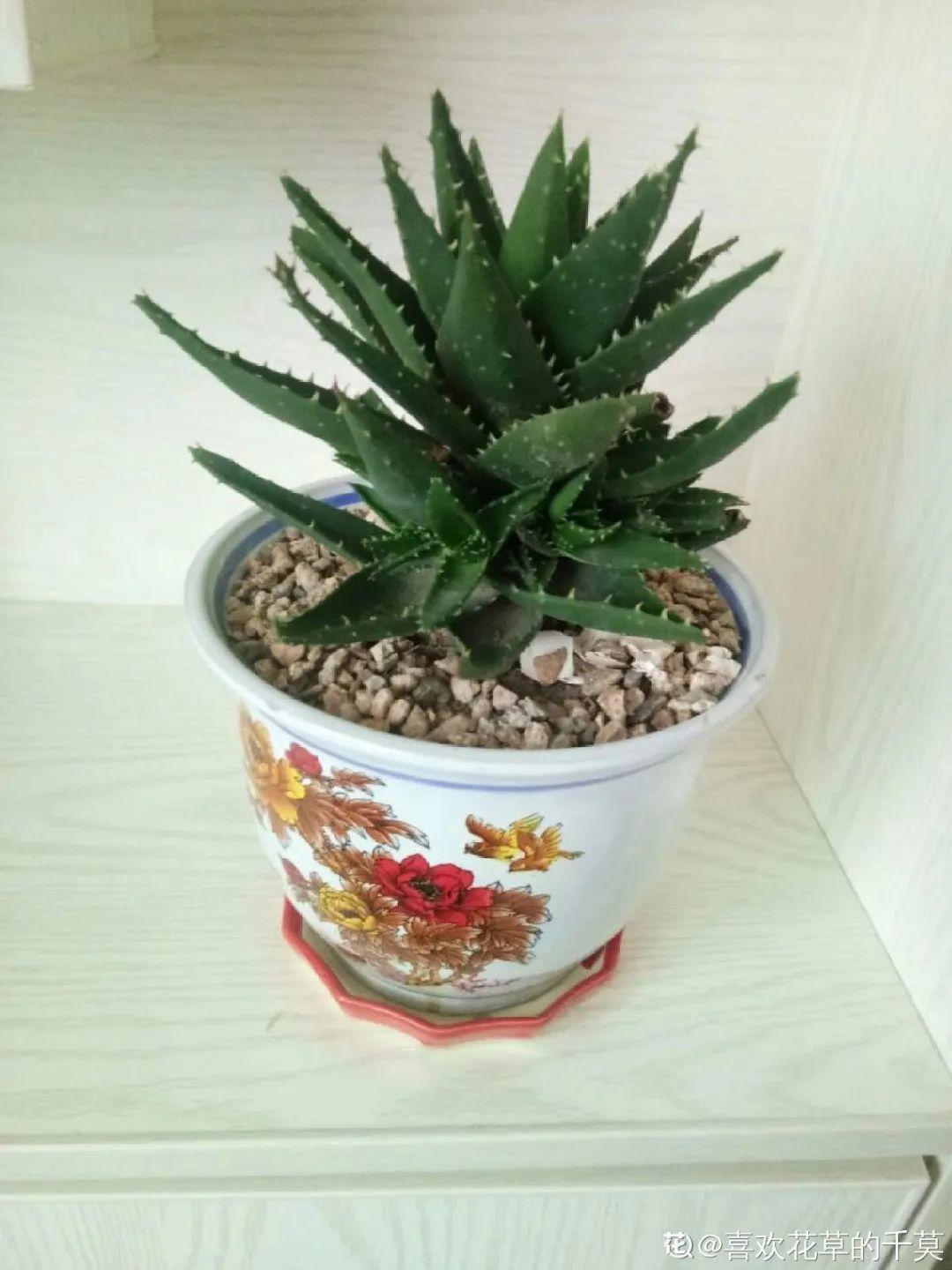 24种花,净化空气最厉害,绿萝竟然倒数