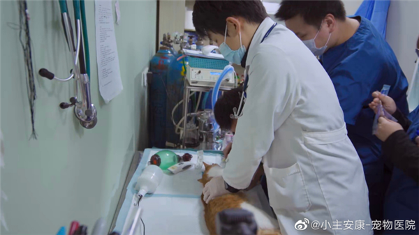 所有生命都值得温柔对待，《宠物医院3》温馨收官