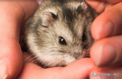 被宠物仓鼠咬了需要打疫苗吗？农村第一书记教你仓鼠怎么养？