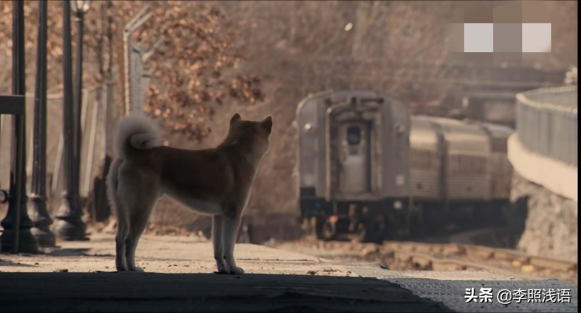 《忠犬八公的故事》：从镜头语言、表现手法、现实意义分析其魅力