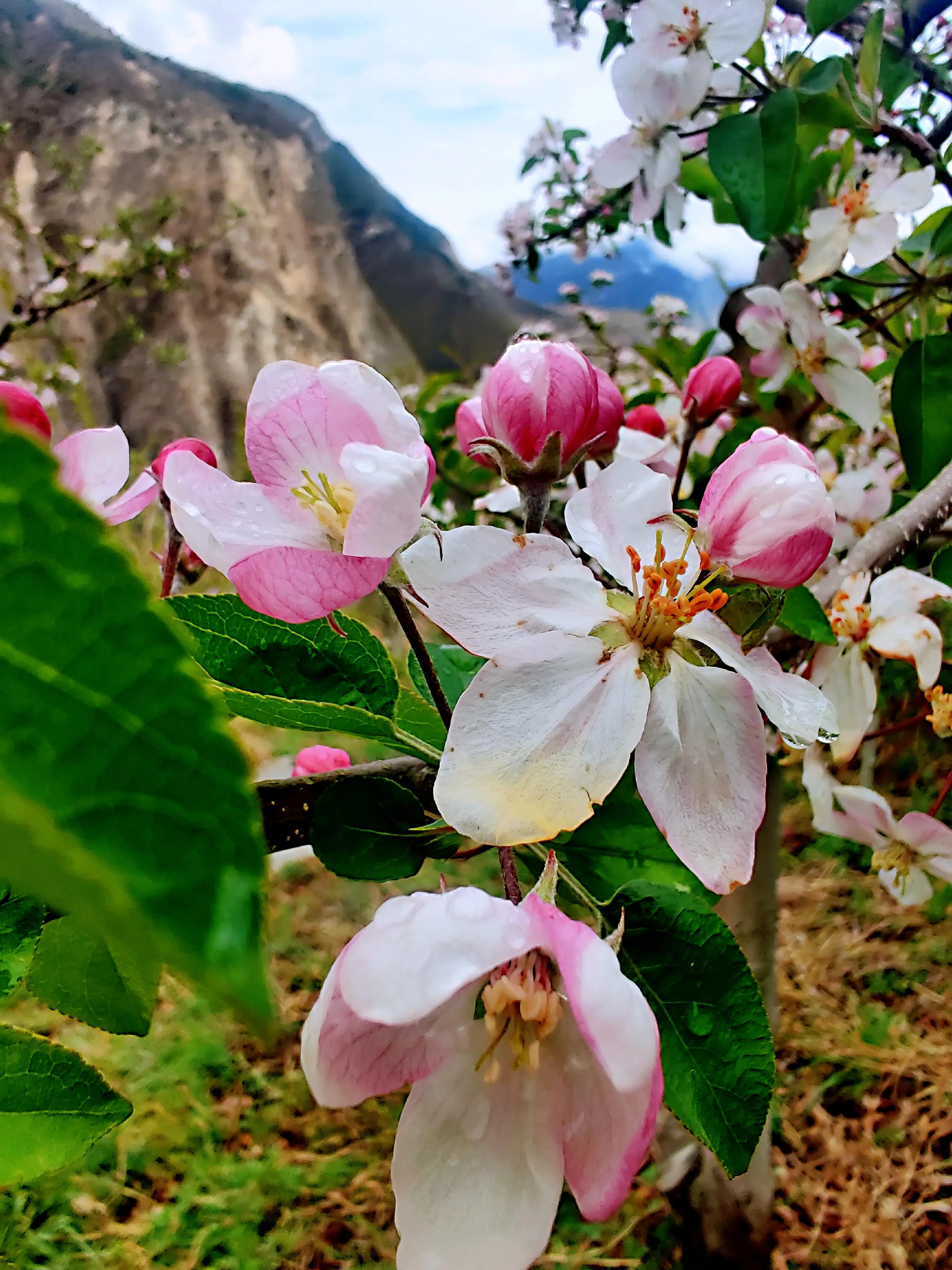 残酷的四月，有苹果花花开成海，清芬隐隐，护佑我们平安的世界