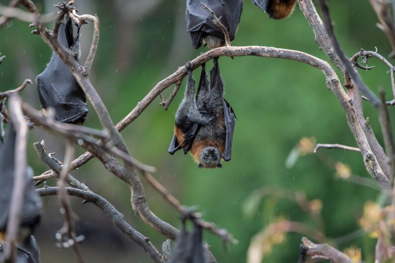 生灵涂炭:极端高温下的野生动物们,幼鹰被火吞没,蝙蝠脱水抽筋