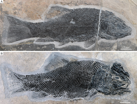 我國科學家在全骨魚類早期演化研究取得突破性進展