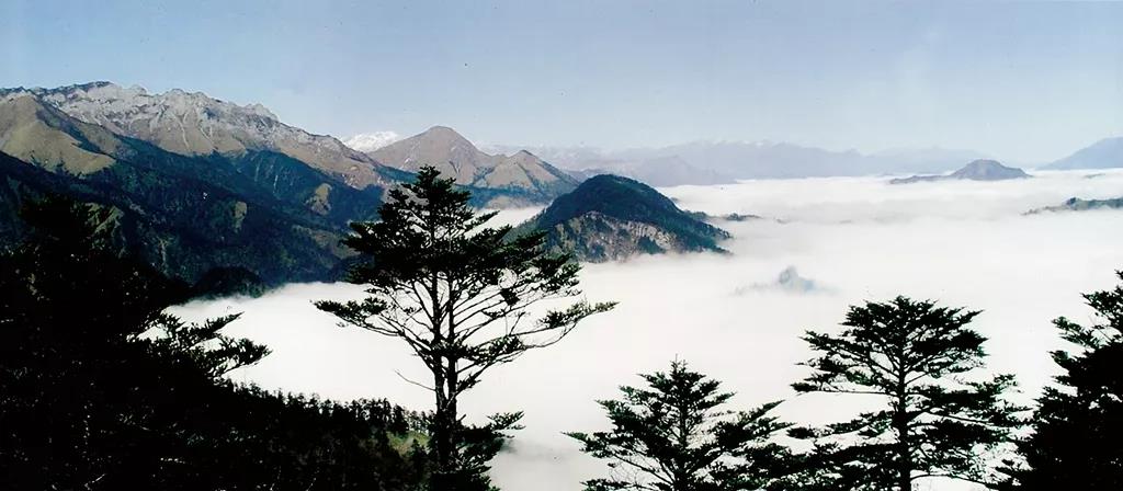 “鸡冠山”熊猫爱的走廊