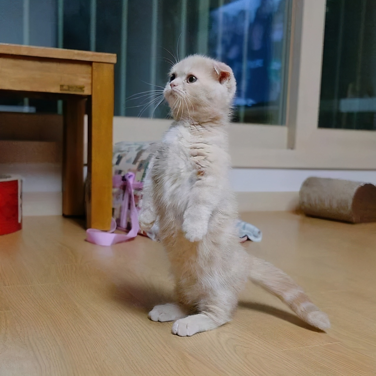 折耳猫天生就有“缺陷”，为了它好，请不要“养”它